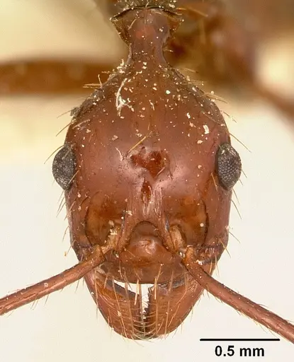 Aphaenogaster swammerdami specimen CASENT0101068 image casent0101068_2