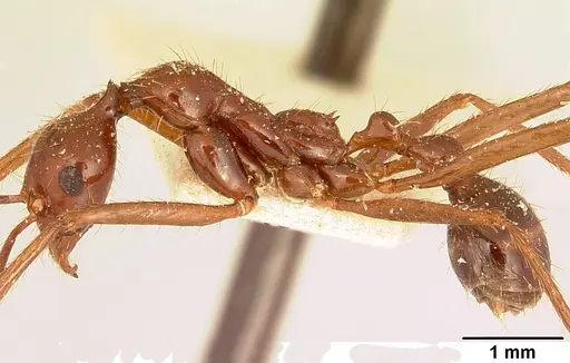 Aphaenogaster swammerdami specimen CASENT0101068 image casent0101068_3