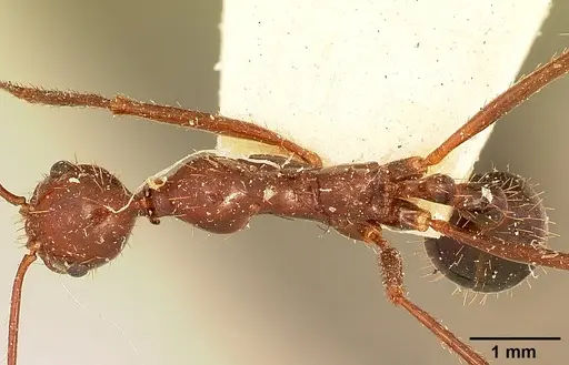 Aphaenogaster swammerdami specimen CASENT0101069 image casent0101069_1