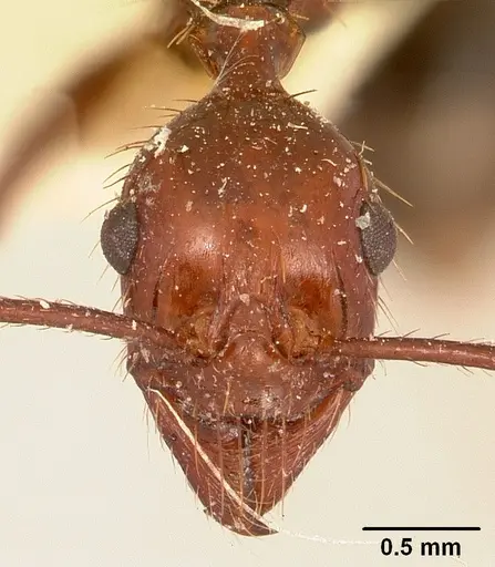 Aphaenogaster swammerdami specimen CASENT0101069 image casent0101069_2