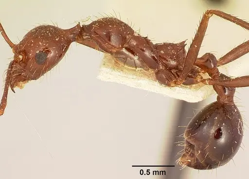 Aphaenogaster swammerdami specimen CASENT0101069 image casent0101069_3