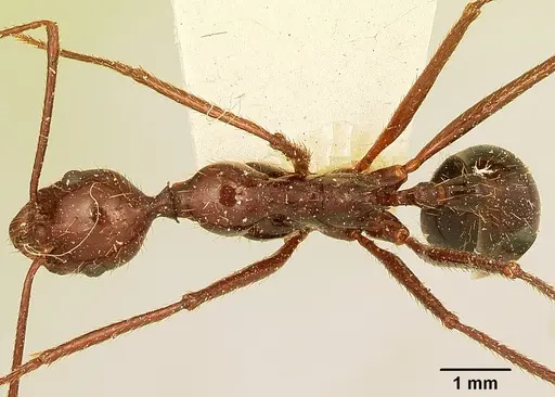 Aphaenogaster swammerdami specimen CASENT0101070 image casent0101070_1