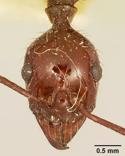 Aphaenogaster swammerdami specimen CASENT0101070 image casent0101070_2
