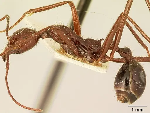 Aphaenogaster swammerdami specimen CASENT0101070 image casent0101070_3