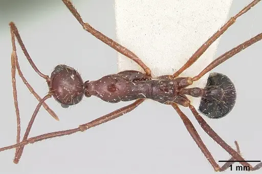 Aphaenogaster swammerdami specimen CASENT0101071 image casent0101071_1