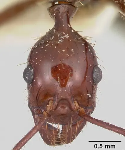 Aphaenogaster swammerdami specimen CASENT0101071 image casent0101071_2