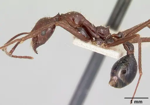 Aphaenogaster swammerdami specimen CASENT0101071 image casent0101071_3