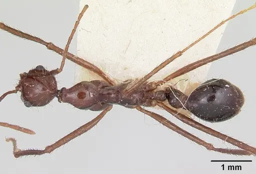 Aphaenogaster swammerdami specimen CASENT0101072 image casent0101072_1