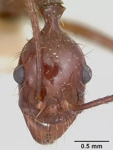 Aphaenogaster swammerdami specimen CASENT0101072 image casent0101072_2