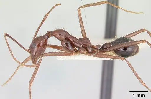 Aphaenogaster swammerdami specimen CASENT0101072 image casent0101072_3
