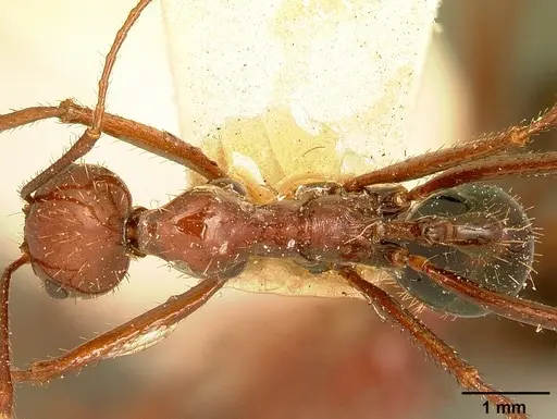 Aphaenogaster swammerdami specimen CASENT0101073 image casent0101073_1