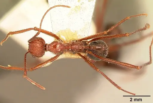 Aphaenogaster swammerdami specimen CASENT0101073 image casent0101073_2
