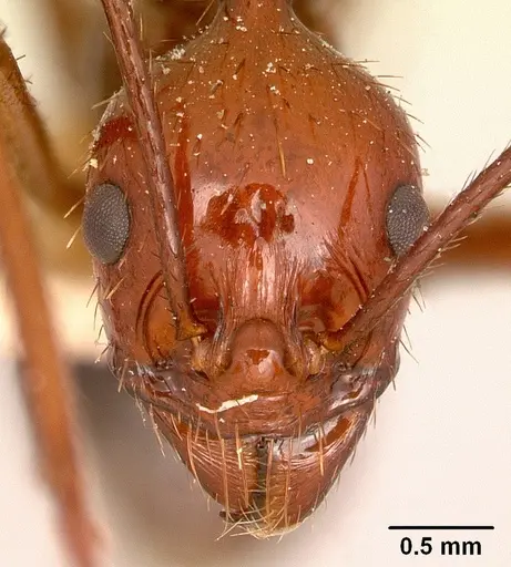 Aphaenogaster swammerdami specimen CASENT0101073 image casent0101073_3