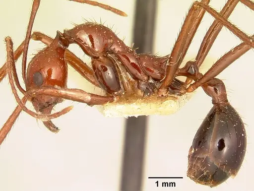 Aphaenogaster swammerdami specimen CASENT0101073 image casent0101073_4