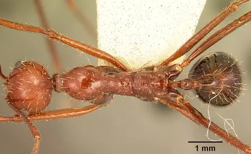 Aphaenogaster swammerdami specimen CASENT0101074 image casent0101074_1