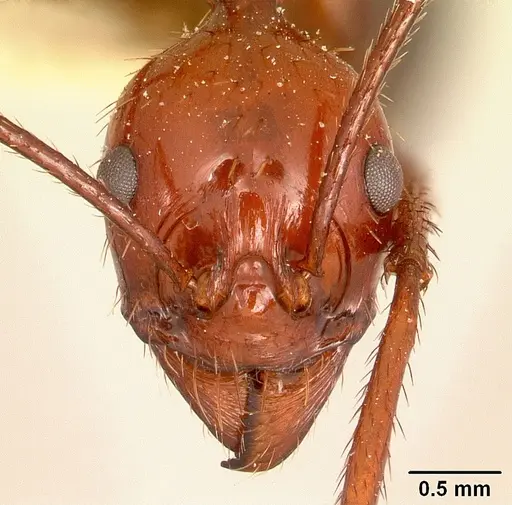 Aphaenogaster swammerdami specimen CASENT0101074 image casent0101074_2