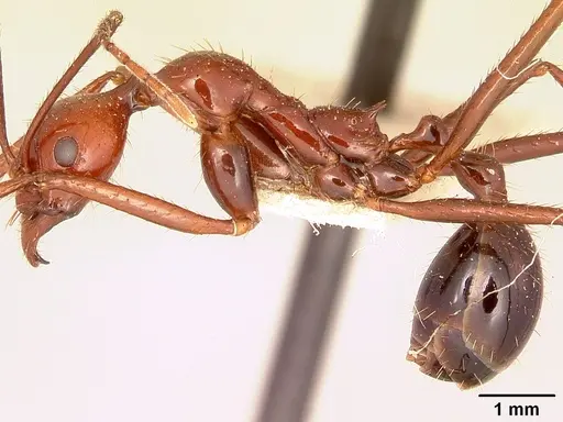 Aphaenogaster swammerdami specimen CASENT0101074 image casent0101074_3