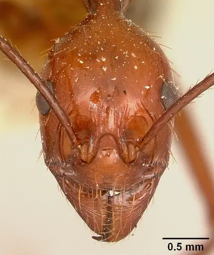 Aphaenogaster swammerdami specimen CASENT0101075 image casent0101075_2