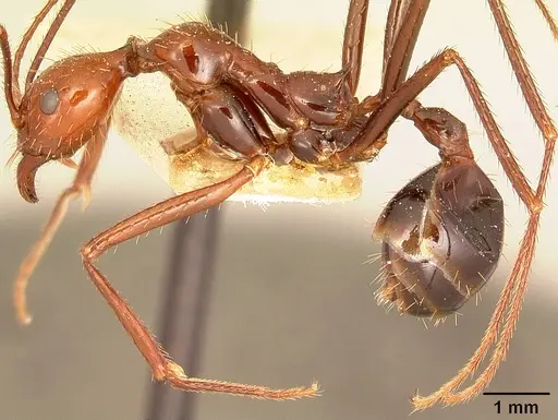 Aphaenogaster swammerdami specimen CASENT0101075 image casent0101075_3