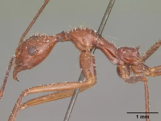 Aphaenogaster swammerdami specimen CASENT0101086 image casent0101086_3