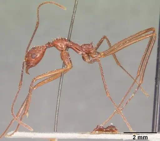 Aphaenogaster swammerdami specimen CASENT0101086 image casent0101086_4