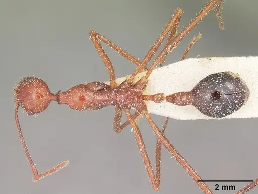Aphaenogaster swammerdami specimen CASENT0101087 image casent0101087_1