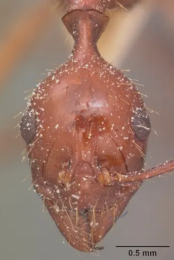 Aphaenogaster swammerdami specimen CASENT0101087 image casent0101087_2