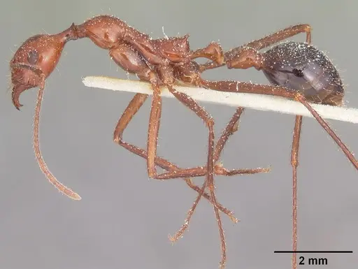 Aphaenogaster swammerdami specimen CASENT0101087 image casent0101087_3