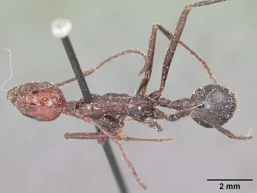 Aphaenogaster swammerdami specimen CASENT0101088 image casent0101088_1
