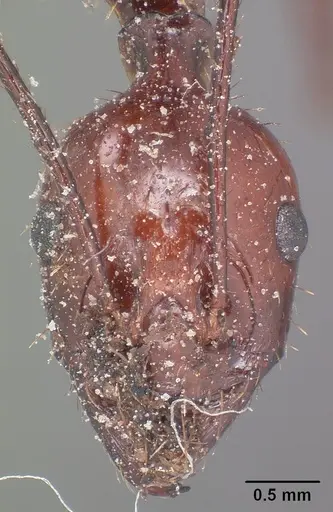 Aphaenogaster swammerdami specimen CASENT0101088 image casent0101088_2