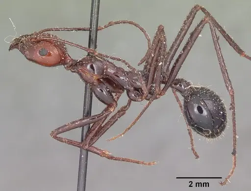 Aphaenogaster swammerdami specimen CASENT0101088 image casent0101088_3