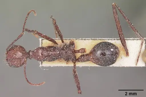 Aphaenogaster swammerdami specimen CASENT0101089 image casent0101089_1