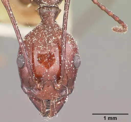 Aphaenogaster swammerdami specimen CASENT0101089 image casent0101089_2
