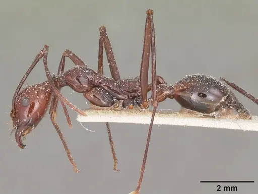 Aphaenogaster swammerdami specimen CASENT0101089 image casent0101089_3