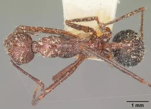 Aphaenogaster swammerdami specimen CASENT0101090 image casent0101090_1