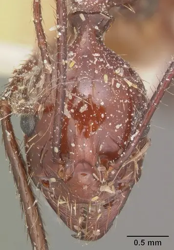 Aphaenogaster swammerdami specimen CASENT0101090 image casent0101090_2
