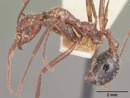 Aphaenogaster swammerdami specimen CASENT0101090 image casent0101090_3