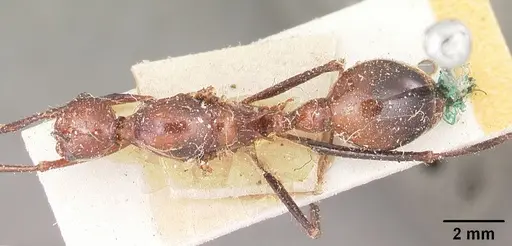 Aphaenogaster swammerdami specimen CASENT0101091 image casent0101091_1