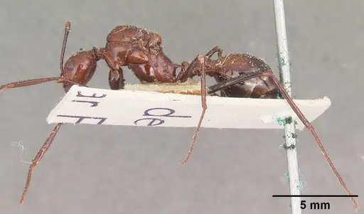 Aphaenogaster swammerdami specimen CASENT0101091 image casent0101091_3