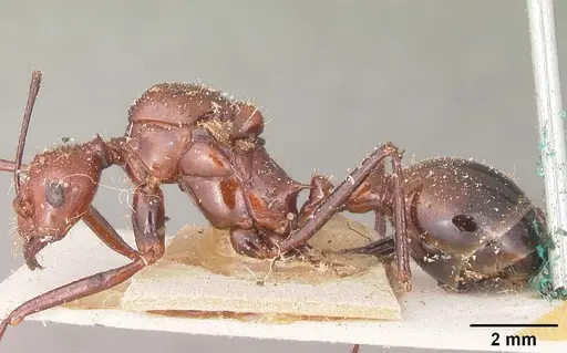 Aphaenogaster swammerdami specimen CASENT0101091 image casent0101091_4