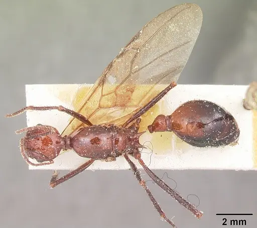Aphaenogaster swammerdami specimen CASENT0101092 image casent0101092_1