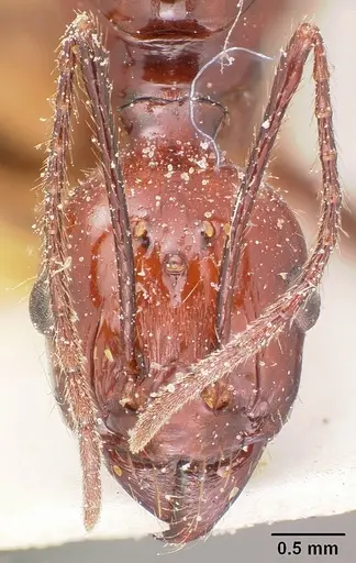 Aphaenogaster swammerdami specimen CASENT0101092 image casent0101092_2