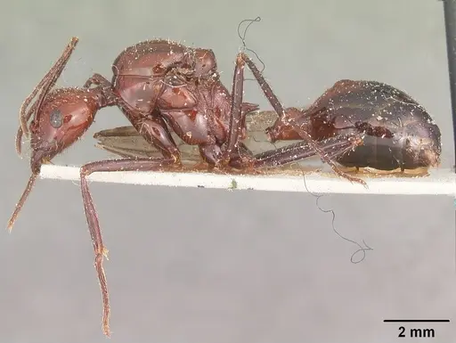 Aphaenogaster swammerdami specimen CASENT0101092 image casent0101092_3