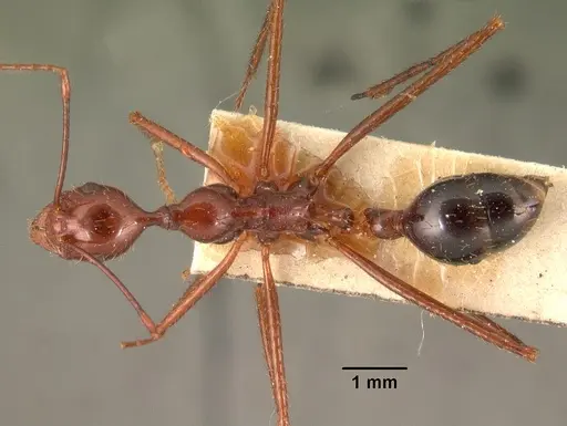 Aphaenogaster swammerdami specimen CASENT0101482 image casent0101482_1