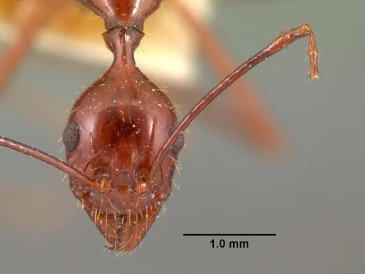 Aphaenogaster swammerdami specimen CASENT0101482 image casent0101482_2
