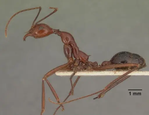 Aphaenogaster swammerdami specimen CASENT0101482 image casent0101482_3