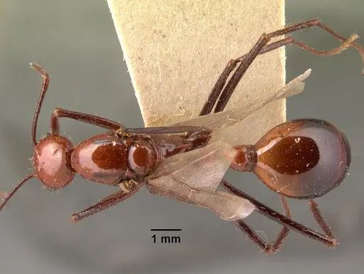 Aphaenogaster swammerdami specimen CASENT0101485 image casent0101485_1