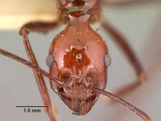 Aphaenogaster swammerdami specimen CASENT0101485 image casent0101485_2