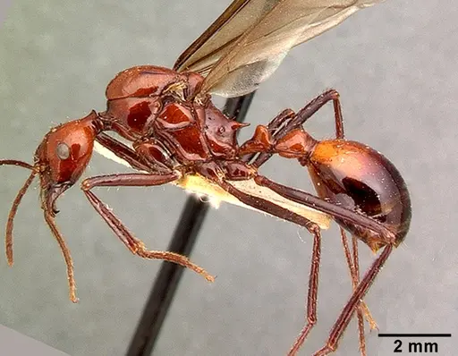 Aphaenogaster swammerdami specimen CASENT0101485 image casent0101485_3