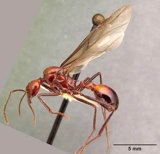 Aphaenogaster swammerdami specimen CASENT0101485 image casent0101485_4